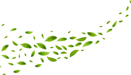 Realistic green tea leaves