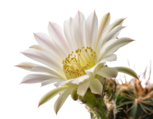 Close-up of a beautiful white cactus flower blooming.
