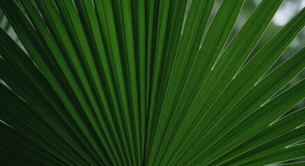 Obraz premium Close up palm frond green texture detail