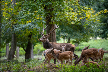 Deer gather in a forest during a sunny day