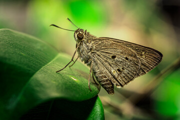 Macro close up of brown Skipper butterfly (Hesperiidae) resting on green leaf.