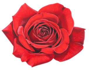 A Detailed Close-Up of a Vibrant Red Rose in Full Bloom.