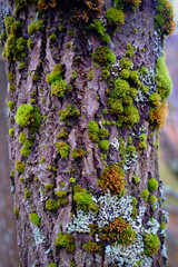 Close-Up of Tree Bark Covered with Green Moss and Lichen Showing Natural Texture and Organic Patterns in a Northern Forest Environment