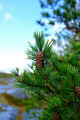 Pine Branch with Cone and Fresh Raindrops Against Soft Blue Sky, Close-Up of Evergreen Tree in Northern Nature Landscape
