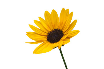 [Transparent Background Cutout] Yellow Sunflower Isolated on Transparent Background