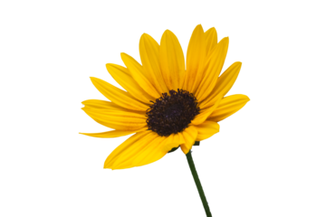 [Transparent Background Cutout] Yellow Sunflower Isolated on Transparent Background