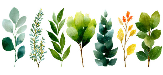 Set watercolor herbal elements. collection garden leaves, branches, Botanic illustration isolated on white background.