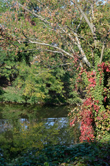 vigne vierge, Ile aux Oiseaux, Parc Interdepartemental Paris Val de Marne; Choisy le Roi; 94, Val de Marne, France