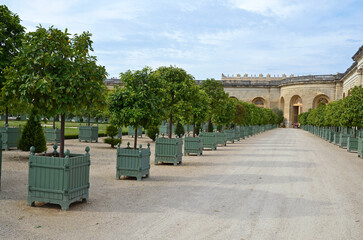 jardin de l'orangerie, chateau de Versailles, region Ile de France, 78, Yvelines, France