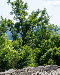 Fototapeta premium Green trees and lush foliage create a vibrant natural scene in a mountainous area on a sunny day