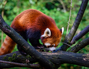 Fototapeta premium Red Panda Perched on Tree Branch animal wildlife