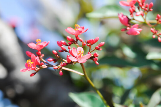 Cotton leaved jatropha, EUPHORBIACEAE or Jatropha integerrima or Jatropha integerrima Jacq or Peregrina or Spicy jatropha or pink flower or fuchsia flower
