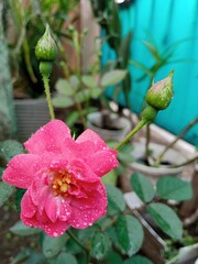 Close up of a pink rose flower covered with fresh water droplets after rain, blooming in a garden with soft natural light and blurred green background.