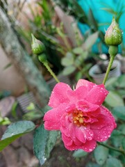 Close up of a pink rose flower covered with fresh water droplets after rain, blooming in a garden with soft natural light and blurred green background.