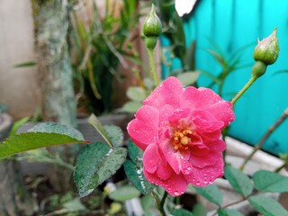 Close up of a pink rose flower covered with fresh water droplets after rain, blooming in a garden with soft natural light and blurred green background.