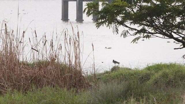 Wide shot of a red-wattled lapwing standing on grassy wetland banks near reeds and trees at a lake in Chennai, South India.