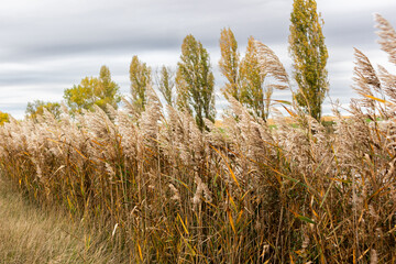 field and blue sky near Portomarin