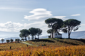 acacia tree in Spain with vinegar and beauty house of farmer