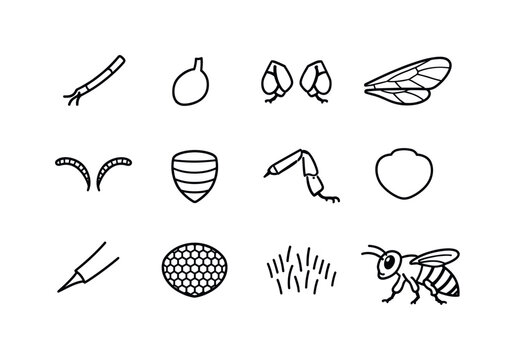Bee Anatomy Line Icons. How bees make honey. Line icon set of bee anatomy features: proboscis, crop sac, pollen baskets (corbicula), wings, antennae, abdomen