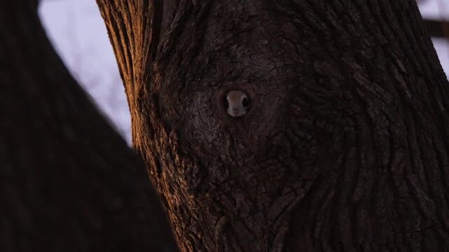 Ezo Flying Squirrel Peeking from Tree Hollow