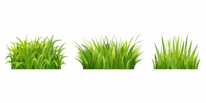 Three bundles of vibrant green grass isolated on a white background