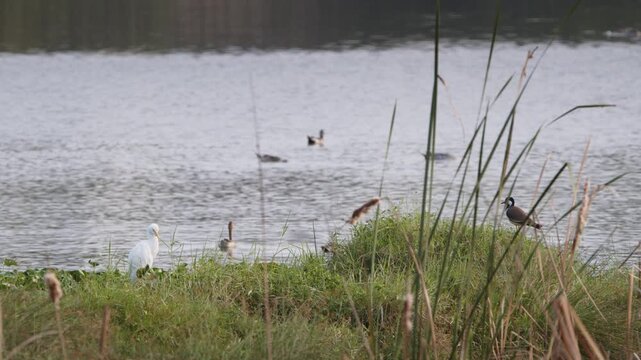Wide shot of a eastern cattle egret and a red-wattled lapwing standing on grassy wetland banks beside a lake, with waterfowl visible in the background in Chennai, South India.