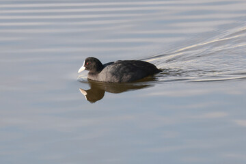 水面を泳ぐオオバンの横顔と美しい波紋