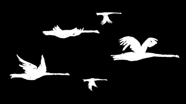2d animation flying silhouette of flock birds in sketch grunge style. Loopable motion white stork, heron or swan. Abstract art character isolated on black background.