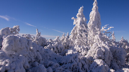 snow covered trees