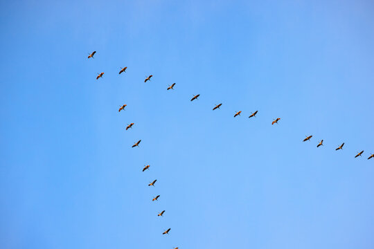 A flock of migratory birds, cranes, fly in a V-formation against a blue sky.