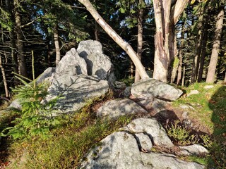 Fototapeta premium Mountain trail among rocks, ferns and autumn forest. A natural landscape filled with light, silence and wild harmony. Perfect background for hiking, calm and connection with nature.