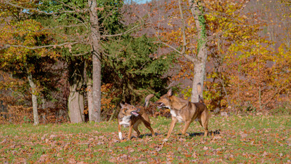 CLOSE UP: Two cute dog siblings are playing in the picturesque sunlit meadow on beautiful fall afternoon. Scenic shot of two adorable puppies during their playtime in the fall colored countryside.