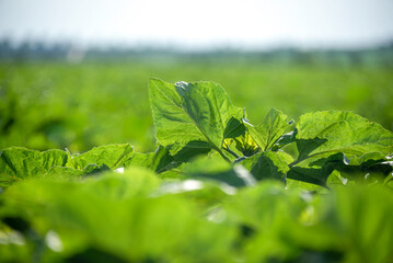 The green leaves of the agricultural sunflower plant reach towards the sun from the field during the period of active growth.