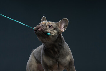 A close-up shot of a French Bulldog biting a string in a studio setup. The focus is on the dog's...