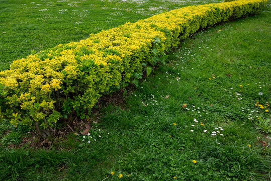 Un prato verde con fiori bianchi e gialli sparsi si estende per tutto il parco. Una siepe ben curata con foglie gialle e verdi brillanti corre in diagonale, creando un confine ordinato tra le sezioni