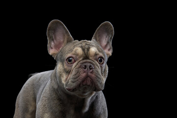 A frontal view of a calm and serious French Bulldog, ears upright. The clean black background makes the dog gaze and features stand out.