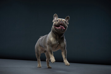 The French Bulldog runs forward with its tongue out and ears perked up. It is captured in mid-stride, giving a dynamic and joyful look.