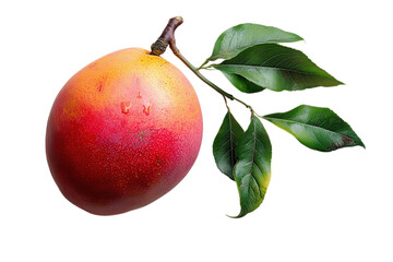 Ripe mango fruit with green leaves, watercolor style illustration isolated on Transparent Background