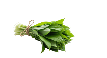 Pristine, dewy wild garlic bunch bound with rustic twine on a transparent surface, soft diffused light, abundant copy space, high-key food photography concept of natural health and organic living