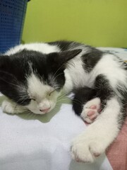 Adorable black and white kitten sleeping peacefully, curled up with tiny paws visible. Cozy pet moment showing softness, calmness, and pure feline cuteness.