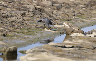 岩場で狩りをするクロサギのダイナミックなポーズ