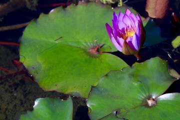 リュウキュウスイレン