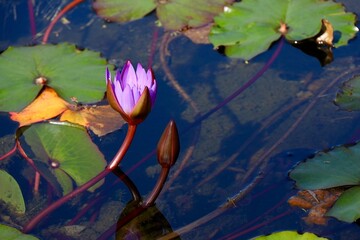 リュウキュウスイレンの花