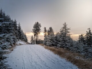 Winter landscape of the Sowie Mountains covered with fresh snow. Snowy pine trees, mountain meadow, and calm atmosphere create a natural, raw scenery full of silence and harmony.