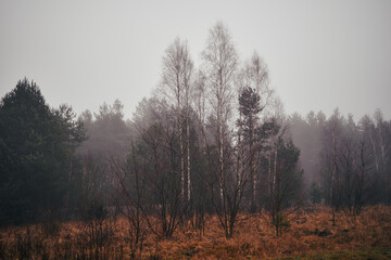 łąka,mgła  © Marcin Łazarczyk