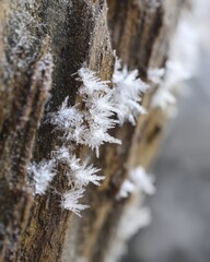 Close up of delicate ice crystals forming on rough brown wood texture frost winter