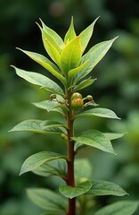 Obraz premium Green ashwagandha plant with small unripe berries grows in garden. Herbal ayurvedic medicine ingredient with potent adaptogen properties for stress relief and health.