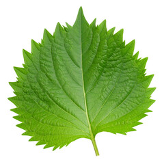 Green Shiso leaf isolated on white background