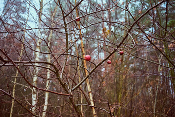 jabłoń,mgła  © Marcin Łazarczyk