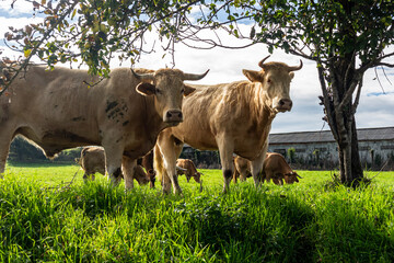 cows in the field, Spain, Camino de Santiago